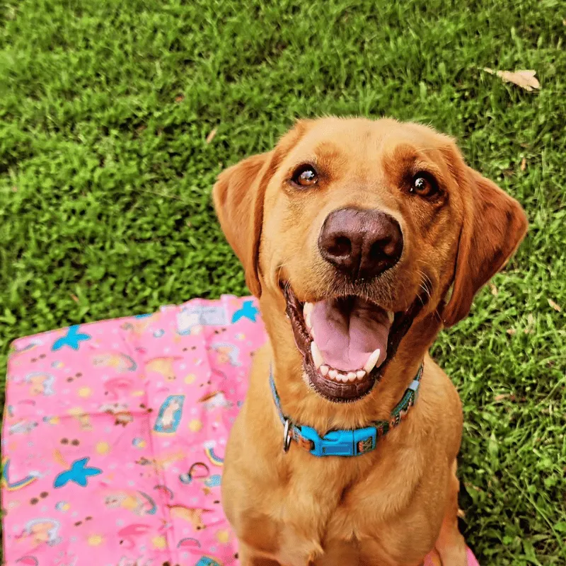 Summer Days - Settle Mat for Travel & Training